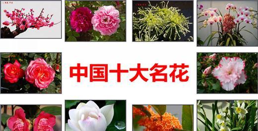 中国的花有哪些(十种代表精神品质的植物)