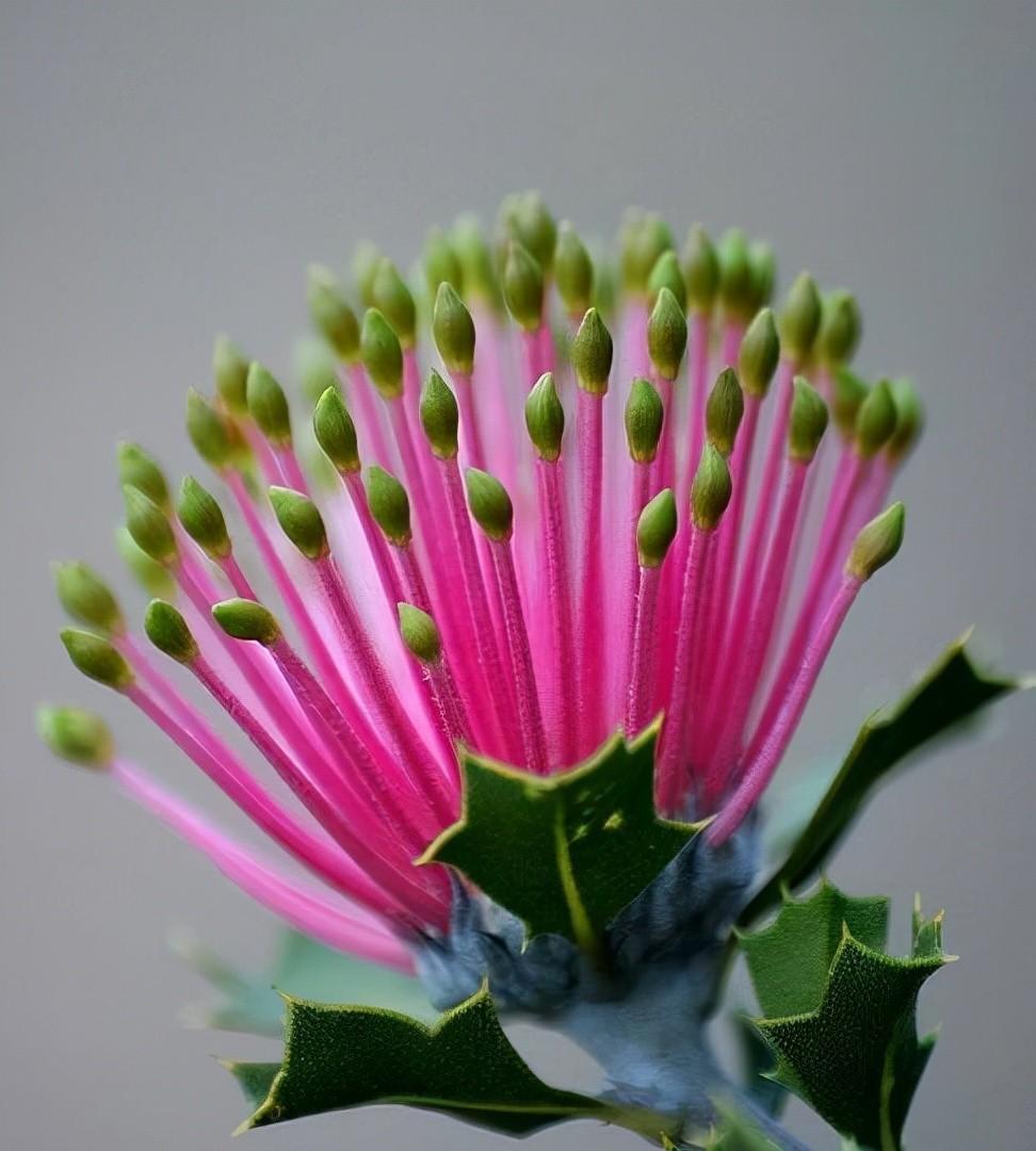 世界上最神奇的植物(人脸兰花)