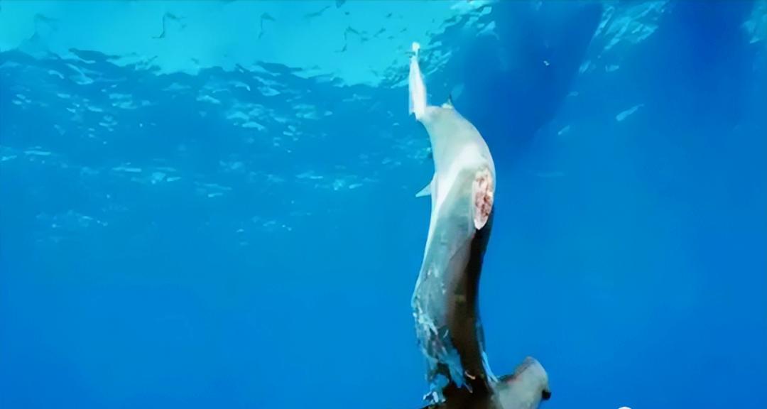 全球年销售鱼翅140万吨(杀死1亿条鲨鱼为何不能人工饲养？)