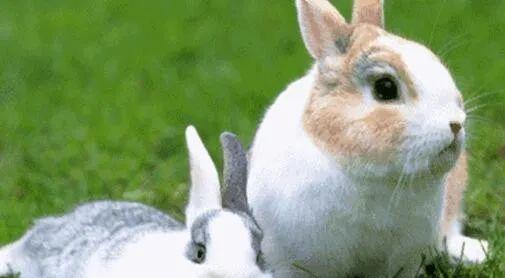 50只母兔一年的利润有多少(浅析50只母兔年利润)