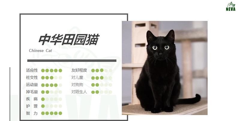 黑色中华田园猫价格列表(全面认识黑白中华田园猫)
