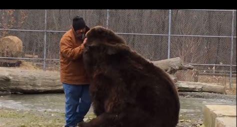 成年熊的体重多少斤(一头熊的体重大约是400千克,熊的体重)