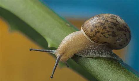 蜗牛怎么养才能养活(关于蜗牛的养殖技术)