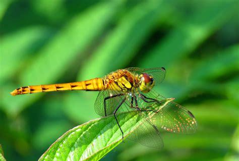 蜻蜓的生活习性是什么(所有蜻蜓都具有点水产卵的习性)