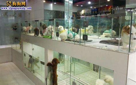 狗市和宠物店哪里买狗最好(上海卖狗狗的宠物市场在哪里)