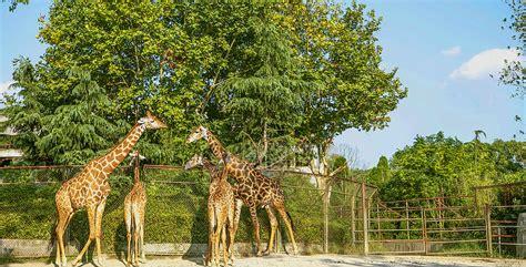 长隆野生动物园有哪些动物(广州长隆野生动物园门票多少一张)