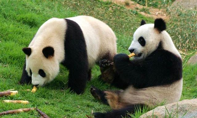 大熊猫是食肉动物为什么吃竹子(大熊猫为什么只吃四川的竹子)