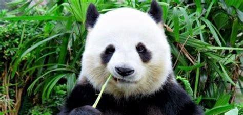 大熊猫为什么喜欢吃竹子(大熊猫最爱吃的竹子是)