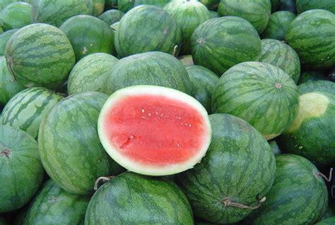 无籽西瓜是怎么种出来的(无籽西瓜和有籽西瓜的区别)