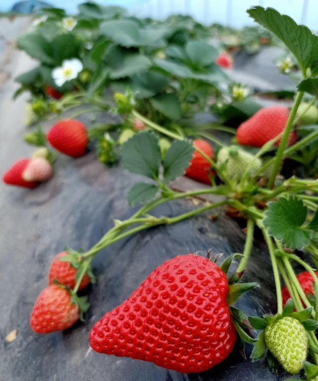 怎么种草莓(用草莓种子种草莓详细教程)