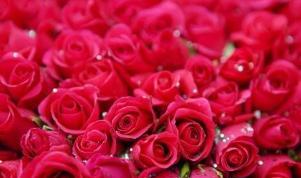 1一100朵玫瑰花代表什么意思(33朵红玫瑰花语是什么意思玫瑰代表什么意思)