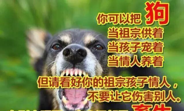 哪里有宠物狗(上海最大的宠物狗市场在哪里)