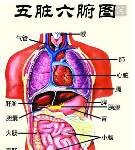 人体的五脏六腑都在哪个位置图解(人体器官分五脏六腑器官分布图胃的部位)