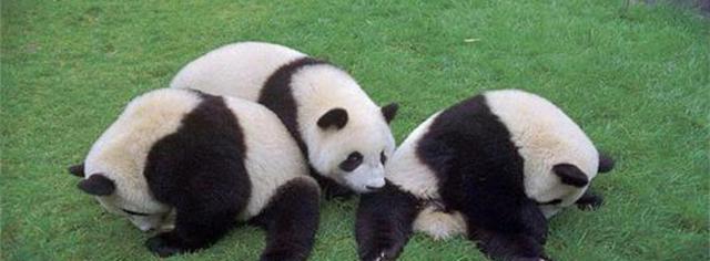 大熊猫小时候叫什么名字(大熊猫还有一个名字叫什么)