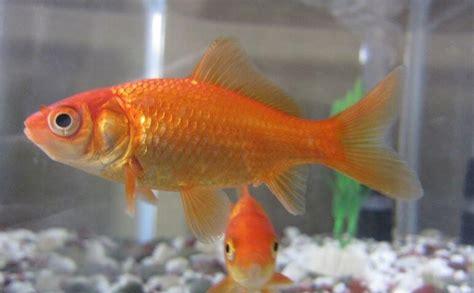 goldfish是什么意思(golden fish还是gold fish)
