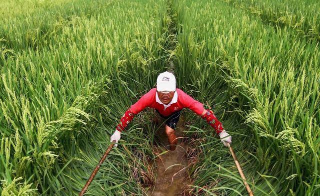 杂交水稻是基因工程吗(杂交水稻是否属于转基因食品)
