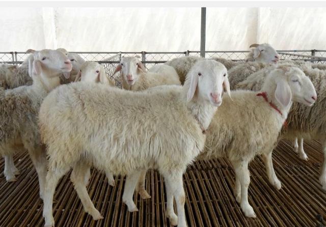 养殖羊一只多少利润(养羊赚钱吗 一只羊能赚多少)