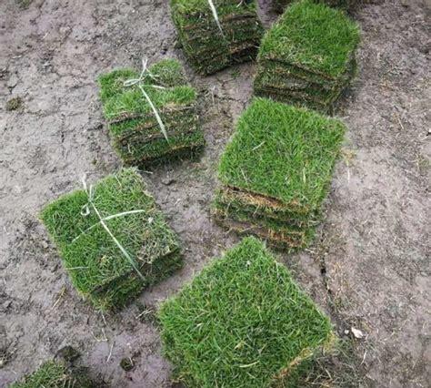 百慕大草坪多少一平米(种植草坪价格是多少钱一平方)