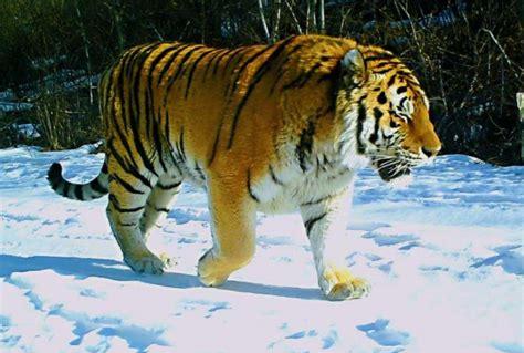 东北虎是我国一级保护动物吗(东北虎属于国家几级保护动物)