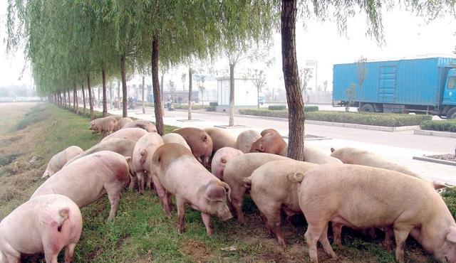 猪流感是哪一年(中国发现新型猪流感)