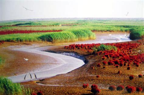 湿地生态系统被称为什么(湿地被称为地球之肾)