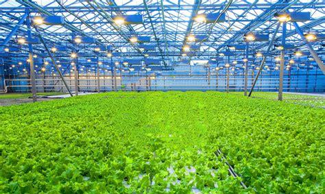 温室大棚种植什么利润高(大棚蔬菜种植一亩一年能收入多少钱)