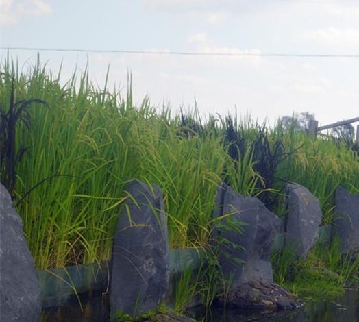 米厂得稻谷都是从哪批发的(今年的稻谷价格是多少钱一斤)