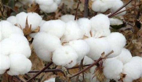 棉花一斤市场价多少(新疆棉花多少钱一斤2021年棉花价格)