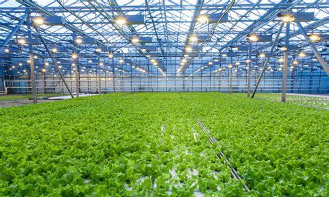 温室大棚种植什么利润高(大棚蔬菜种植一亩一年能收入多少钱)
