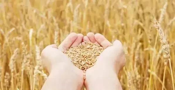 2021年小麦什么价(2021年山东小麦保护价是多少钱一斤)