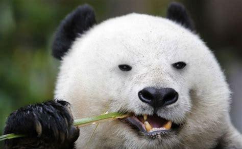 熊猫属于什么科动物(熊猫是什么科类动物)