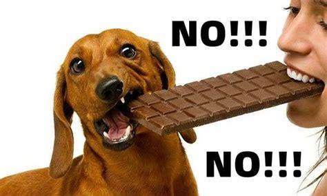 狗为什么不能吃巧克力(狗吃了巧克力会不会死)