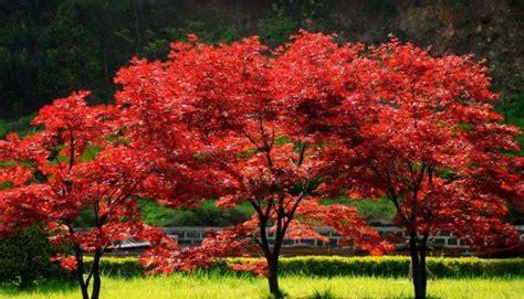 红枫是什么(秋天红枫树的样子)