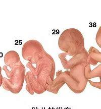 孕期多少周生产算正常(怎么算怀孕到生产)