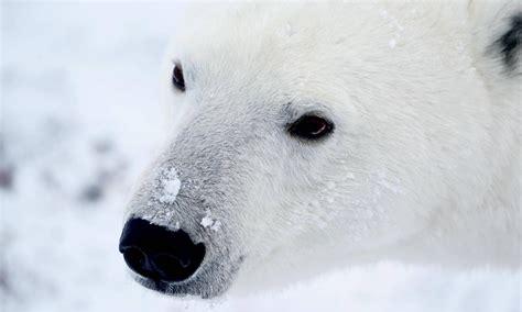 北极熊皮肤的颜色是什么颜色(北极熊黑色皮肤图片)
