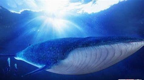 世界上最大的鲸是什么鲸(鲸鱼都有什么品种)