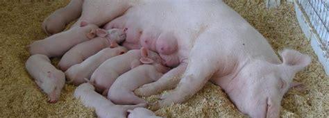 母猪一胎生多少只小猪(母猪一次最多能生几个小猪)