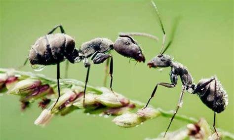 蚂蚁有什么生活习性(蚂蚁的特点和生活习性)