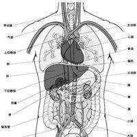 人体器官包括哪些部分(人体器官位置分图布 内脏 分布图)