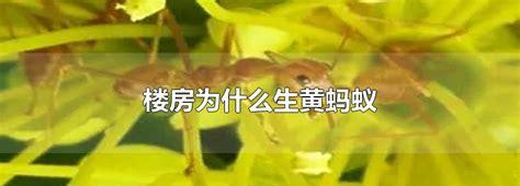 楼房为什么生黄蚂蚁(孕妇晚期出现黄色分泌物是不是快生)