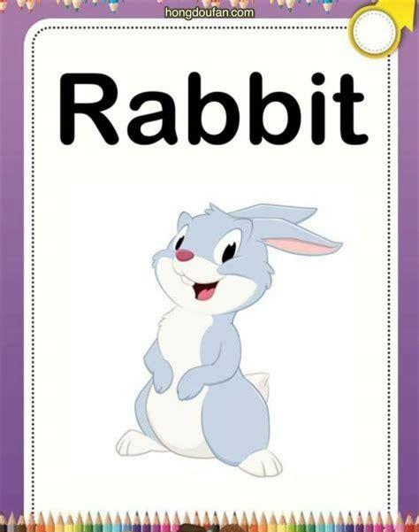 兔子用英语怎么说(兔子的英文怎么读写)