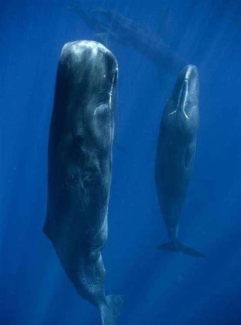 鲸的种类有哪些(鲸的种类划分)