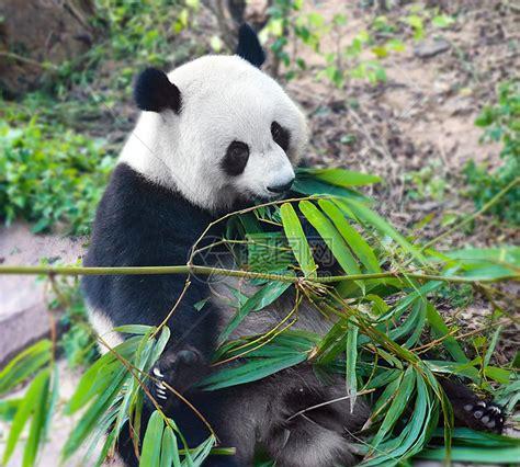 可以给熊猫吃的竹子,是什么品种(大熊猫最爱吃的竹子是)