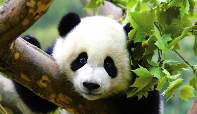 大熊猫是猫吗为什么被视为中国的国宝(大熊猫被视为中国国宝的理由)