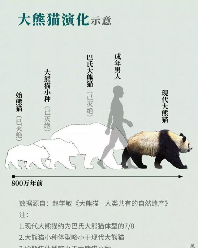 大熊猫为什么喜欢吃竹子(大熊猫爱吃竹子是因为他的祖先也吃竹子)