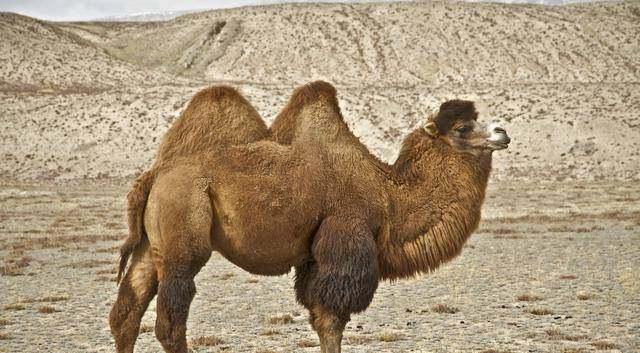骆驼的驼峰里面主要储存的是什么(骆驼的驼峰里主要储存水分)