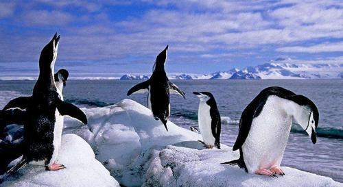 世界上最大的企鹅是什么企鹅(世界上最大的企鹅有多高)