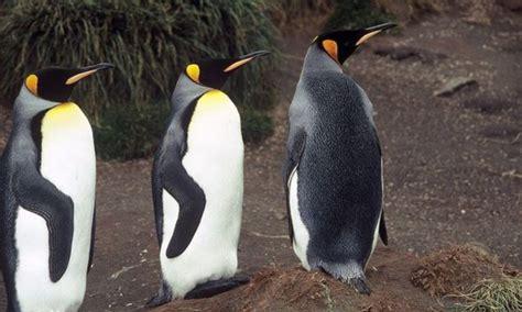 世界上有多少种企鹅(世界上最高的企鹅有多高)