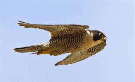 世界上飞得最快的鸟是什么鸟(世界上最大的鸟有多大)