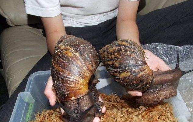 非洲大蜗牛能吃吗(非洲大蜗牛能不能碰)